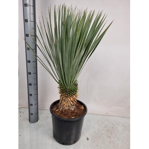 YUC ROSTRATA