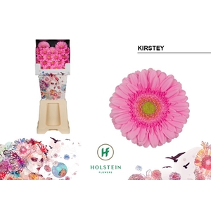 GE MI KIRSTEY Diamond x80