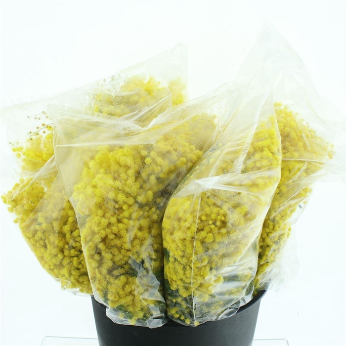 <h4>Mimosa Mirandol 400gram</h4>