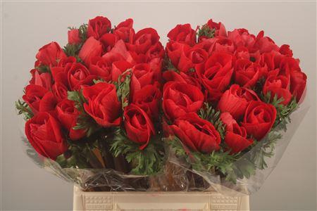 <h4>Anem Mistral Red Super</h4>