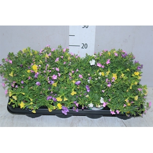 Calibrachoa Triobell Petticoat