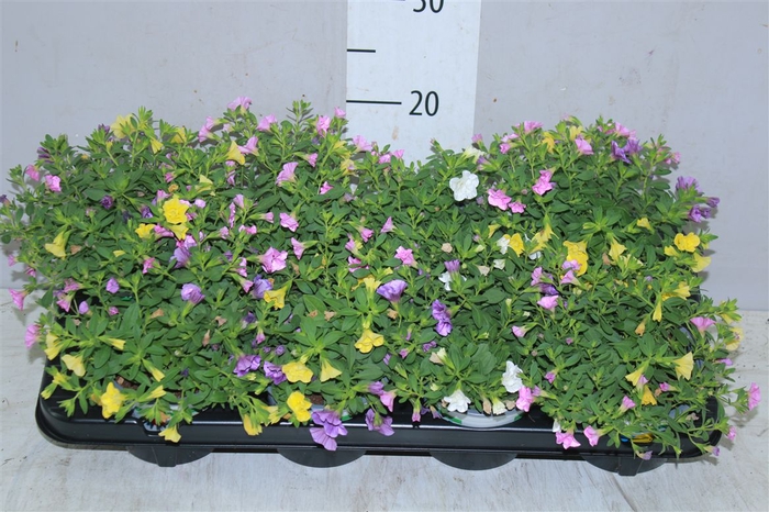 <h4>Calibrachoa Triobell Petticoat</h4>