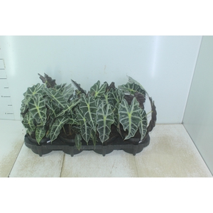 ALOCASIA POLLY P12
