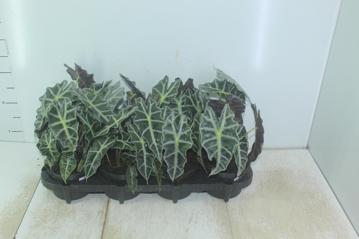 <h4>ALOCASIA POLLY P12</h4>