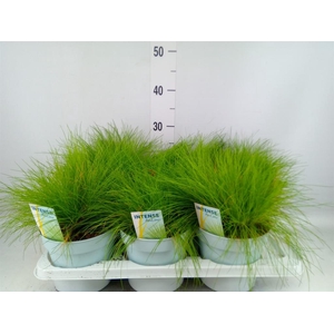 Deschampsia flexuosa 'Amilime'