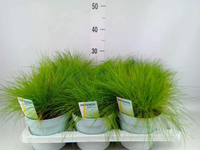 <h4>Deschampsia flexuosa 'Amilime'</h4>