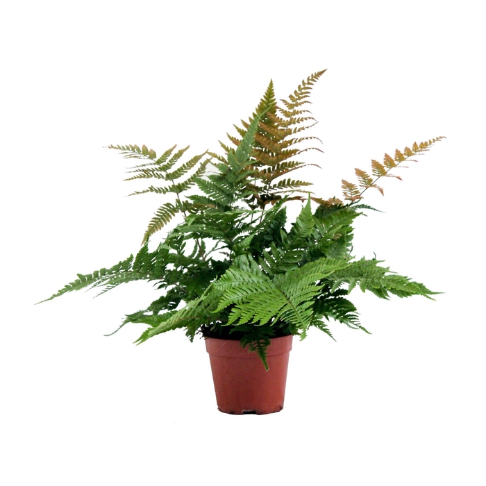 <h4>Dryopteris erythrosora</h4>