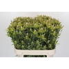 Leucadendron Pisa Spray