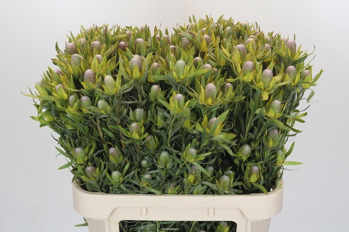 <h4>Leucadendron Pisa Spray</h4>