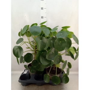 Pilea peperomoides