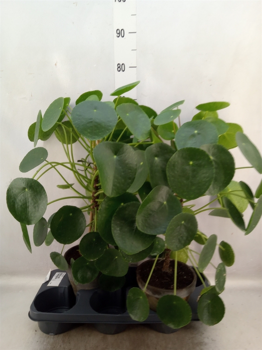 <h4>Pilea peperomoides</h4>