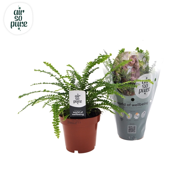 <h4>Nephrolepis cordifolia 'Duffii'</h4>