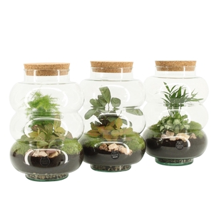 90579: Terrarium arrangement