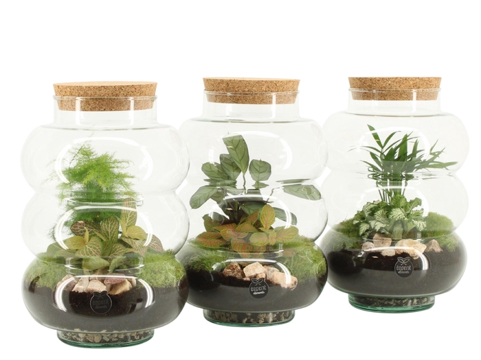<h4>90579: Terrarium arrangement</h4>