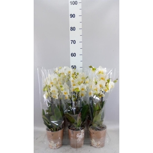 Phalaenopsis multi. 'Ant Lausanne'
