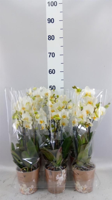<h4>Phalaenopsis multi. 'Ant Lausanne'</h4>