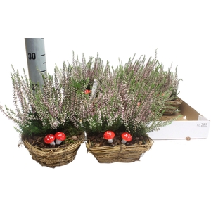 ARR TUINPLANTEN
