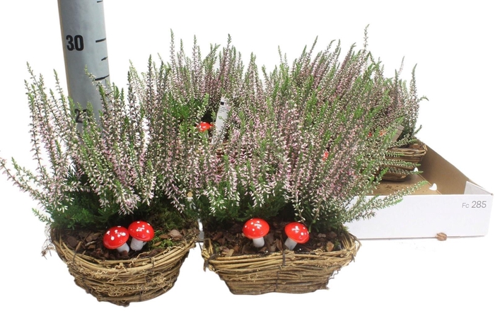 <h4>ARR TUINPLANTEN</h4>