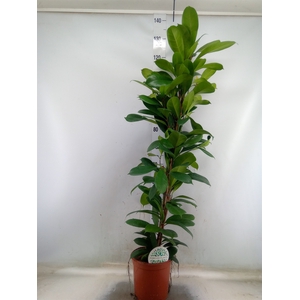 Ficus cyathistipula