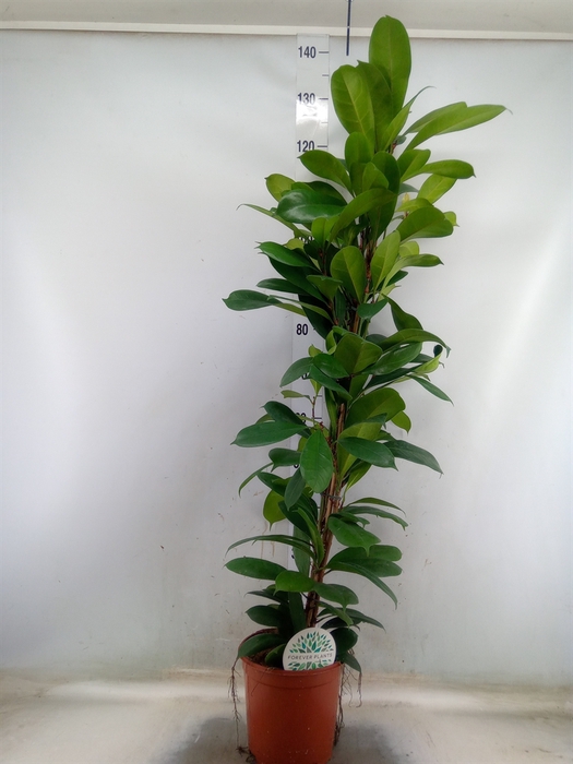 <h4>Ficus cyathistipula</h4>