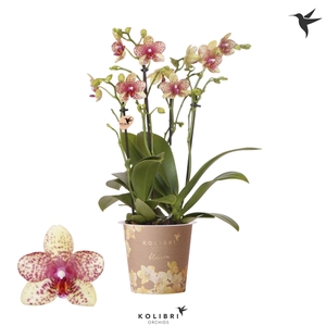 Kolibri Orchids Phalaenopsis Blossom Grosetto 4 spike 12 cm