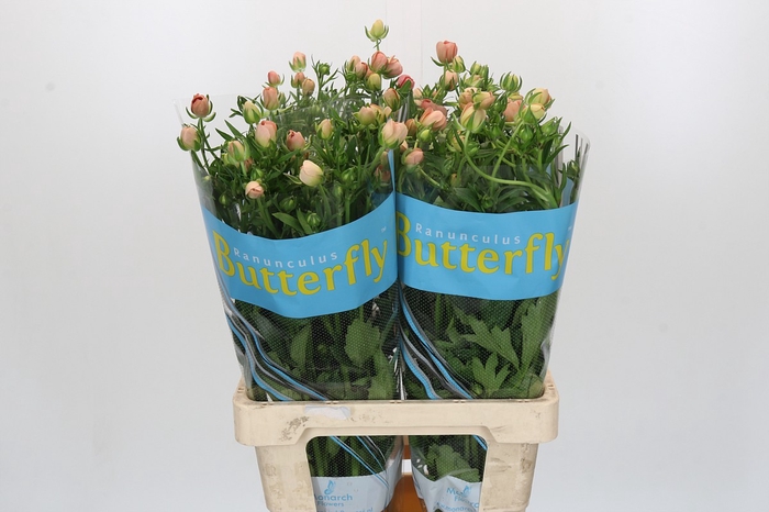 <h4>Ranunculus Butterfly Eris</h4>
