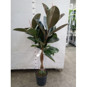 Ficus elastica 'Burgundy'