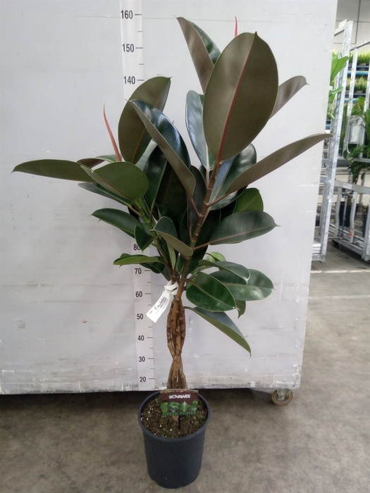 <h4>Ficus elastica 'Burgundy'</h4>