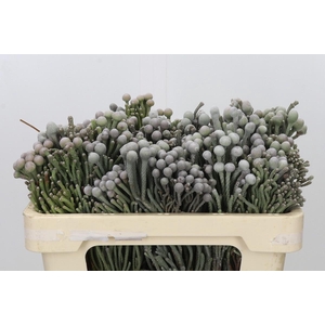 Kaaps Groen Silver Brunia