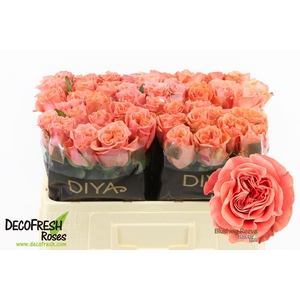 R Gr Blushing Reeva Diya