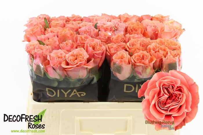<h4>R Gr Blushing Reeva Diya</h4>