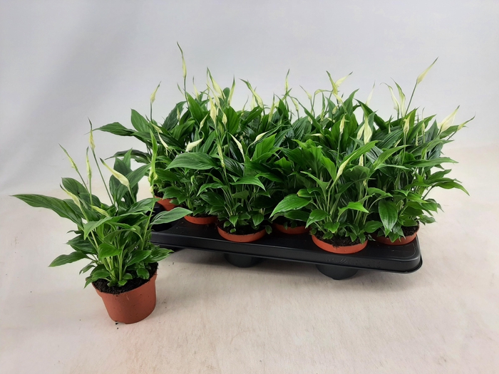 <h4>SPATH CHOPIN</h4>