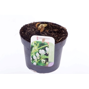 Dicentra spectabilis Alba