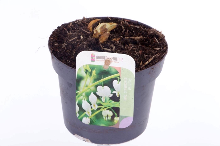 <h4>Dicentra spectabilis Alba</h4>