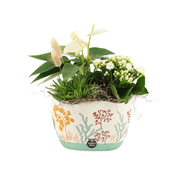 <h4>Arrangementen kamerplanten H%</h4>