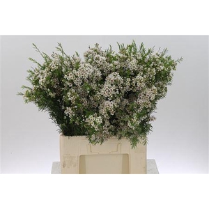 Chamelauc White Eve