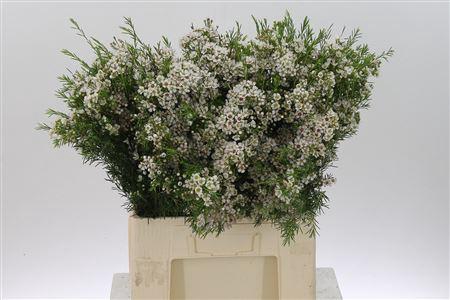 <h4>Chamelauc White Eve</h4>