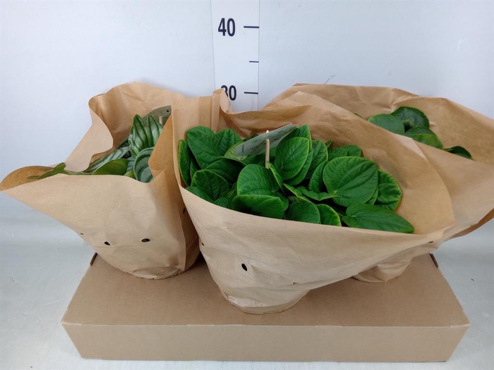 <h4>Peperomia   ...mix</h4>