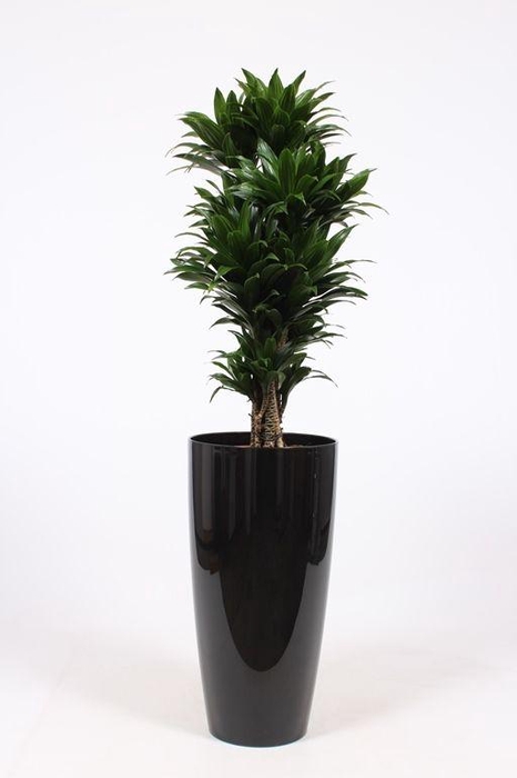 <h4>Dracaena Compacta in Santorini pot "antraciet"</h4>
