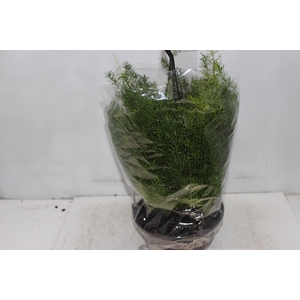 ASPARGO ALFINETE C21