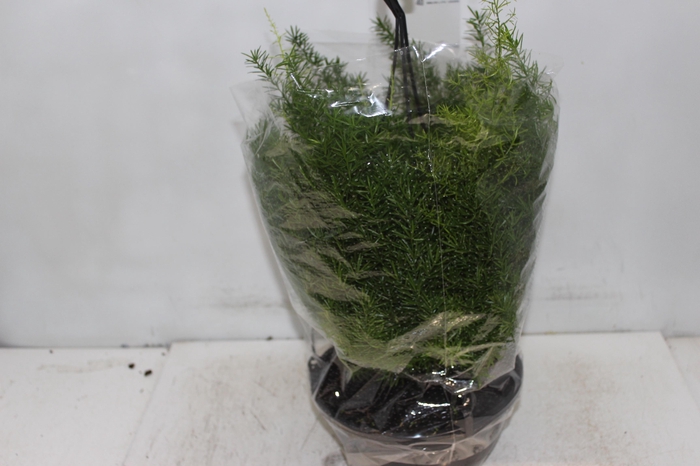 <h4>ASPARGO ALFINETE C21</h4>