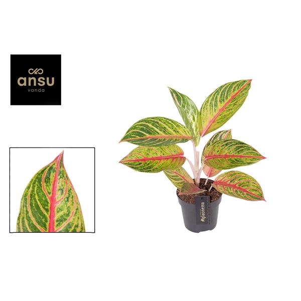 <h4>Aglaonema Red Okapi</h4>