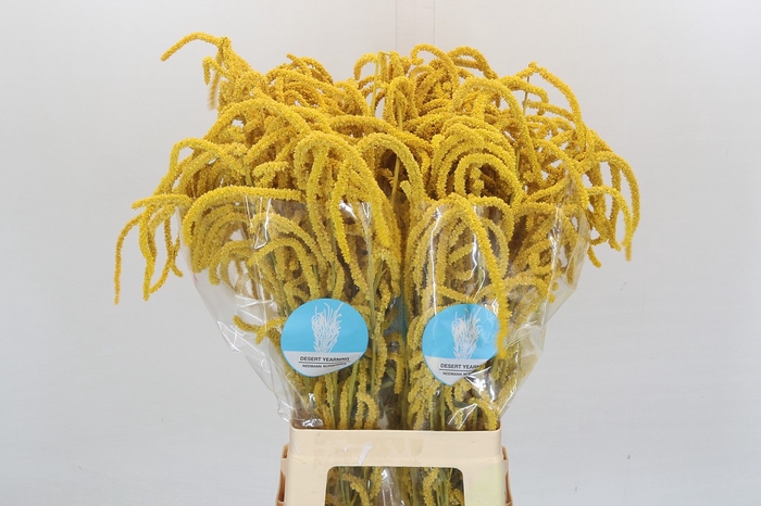 <h4>Amaranthus Yearming Desert P. Yellow</h4>