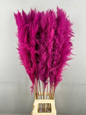 Df Pampas 130cm Cerise