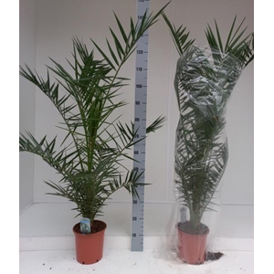 Phoenix Canariensis 21Ø 130cm