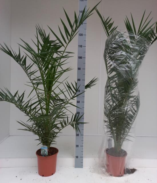 Phoenix Canariensis 21Ø 130cm
