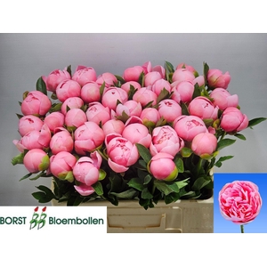 PAEONIA HYBR. 'ETCHED SALMON'