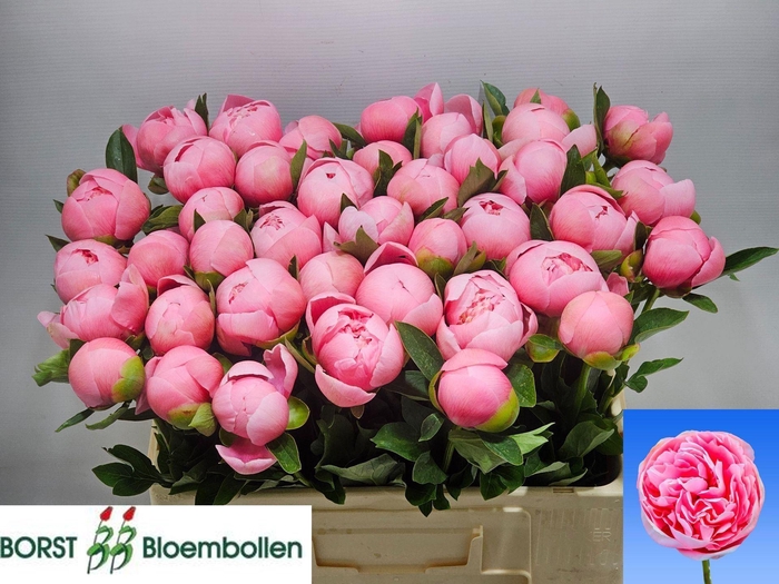 <h4>PAEONIA HYBR. 'ETCHED SALMON'</h4>