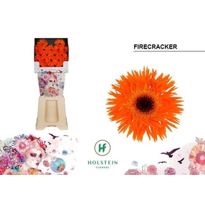 Ge Mi Firecracker