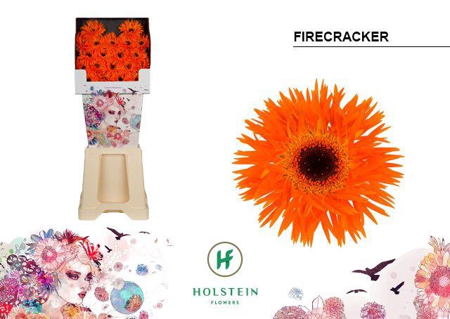 <h4>Ge Mi Firecracker</h4>